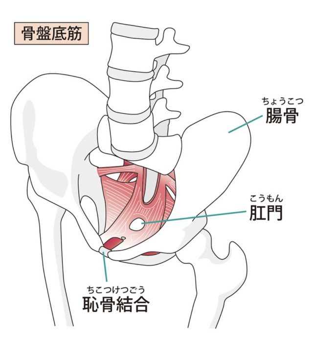 骨盤底筋群